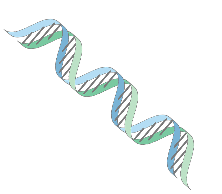 DNA